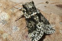Polyploca ridens