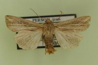 Mythimna riparia