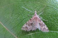 Alucita hexadactyla