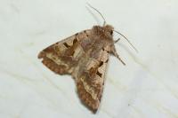 Orthosia gothica