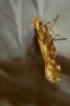 Aristotelia decoratella