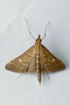 Dolicharthria punctalis