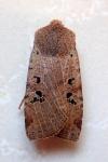 Conistra rubiginosa
