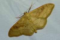 Idaea rubraria