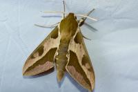 Hyles euphorbiae