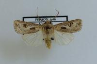 Agrotis vestigialis