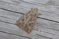 Anarta trifolii