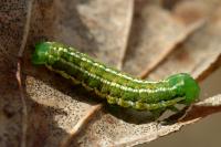 Xestia agathina