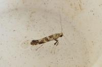 Gracillaria syringella