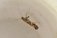Gracillaria syringella