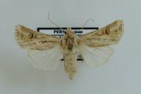 Agrotis graslini