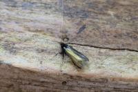 Adela reaumurella