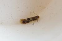 Bucculatrix ulmella