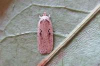 Agonopterix yeatiana