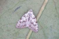 Nola confusalis