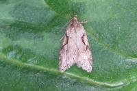 Semioscopis steinkellneriana