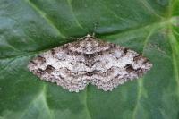 Paradarisa consonaria
