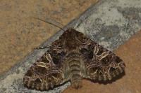 Sideridis rivularis