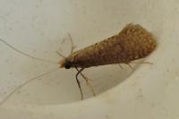 Nematopogon metaxella