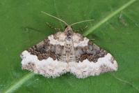 Epirrhoe galiata