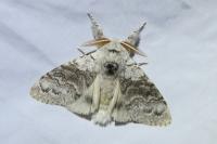 Calliteara pudibunda