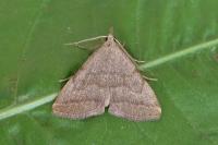Pechipogo strigilata