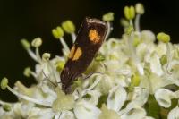 Pammene aurana