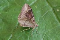 Xanthorhoe ferrugata/spadicearia