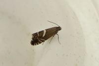 Glyphipterix forsterella
