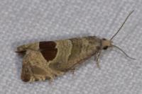 Notocelia uddmanniana