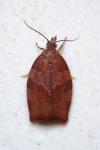 Pandemis heparana