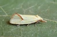 Agapeta hamana