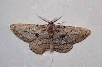 Hypomecis roboraria