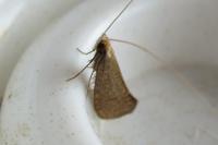 Nematopogon metaxella