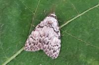 Meganola strigula