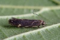 Aproaerema anthyllidella