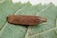 Helcystogramma triannulella