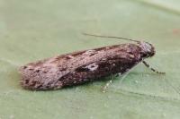 Gelechia sororculella