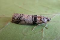 Sciota rhenella