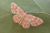 Hydrelia flammeolaria