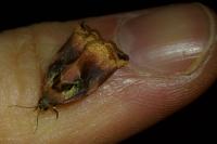 Archips podana