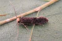 Monopis laevigella