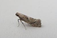 Acrolepiopsis marcidella