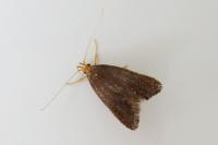 Eurodachtha pallicornella