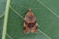 Epagoge grotiana
