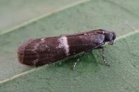 Elegia similella