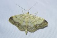 Idaea biselata