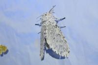Cerura erminea