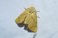 Apoda limacodes