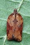 Acleris schalleriana